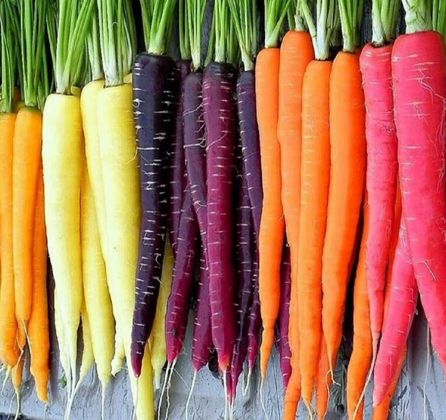 Rainbow Carrot Seeds for Planting Heirloom Packets 750 Seeds – Plant & Grow Rainbow Carrots in Home Outdoor Garden, Great Gardening Gift – 1 Packet - The One Stop Deals